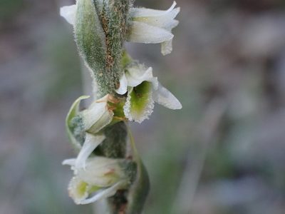 Spiranthes spiralis, photographed by Benjamin Carbuccia