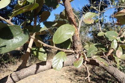 Antidesma venosum, photographed by National Geographic Okavango Wilderness Project