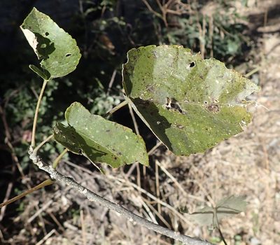 Croton megalobotrys, photographed by National Geographic Okavango Wilderness Project