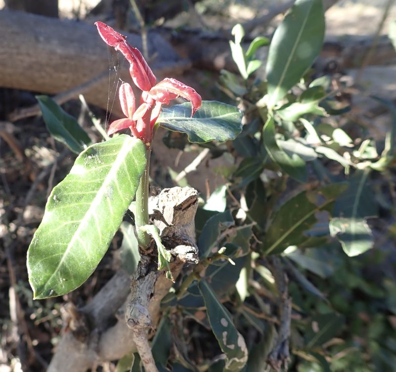 Garcinia livingstonei, photographed by National Geographic Okavango Wilderness Project
