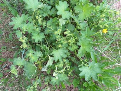 Alchemilla micans, photographed by Dmitriy Bochkov
