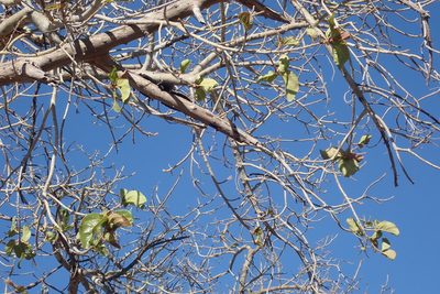 Ficus sycomorus, photographed by National Geographic Okavango Wilderness Project