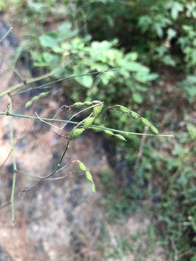 Desmodium laevigatum, photographed by Will McFarland