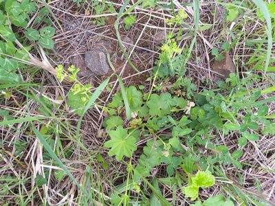 Alchemilla baltica, photographed by Dmitriy Bochkov