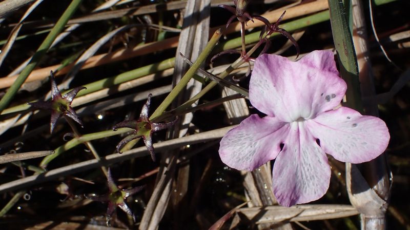 Cycnium tubulosum, photographed by National Geographic Okavango Wilderness Project