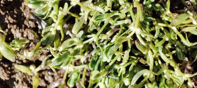 Callitriche palustris, photographed by Yurii Basov
