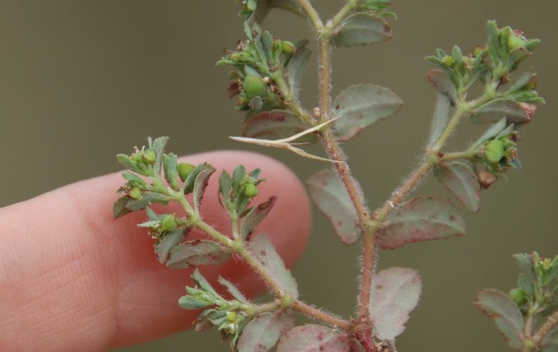 Euphorbia serrula, photographed by Millie Basden