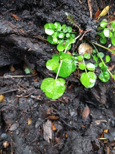 Cardamine glacialis, photographed by Pablo