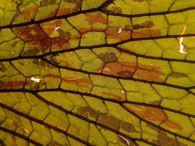 Nymphaea lotus, photographed by National Geographic Okavango Wilderness Project