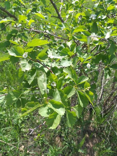 Crataegus chlorocarpa, photographed by Dmitriy Bochkov