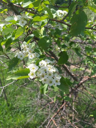 Crataegus chlorocarpa, photographed by Dmitriy Bochkov