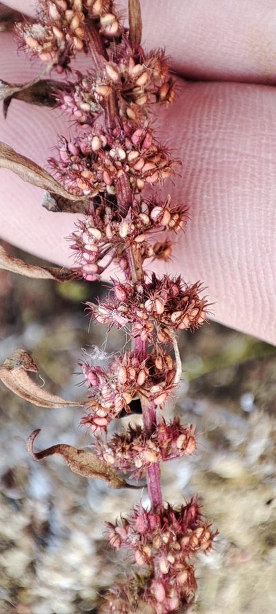 Rumex ucranicus, photographed by Yurii Basov