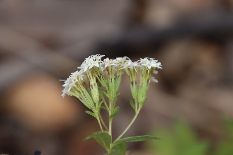 Stevia serrata, photographed by Millie Basden
