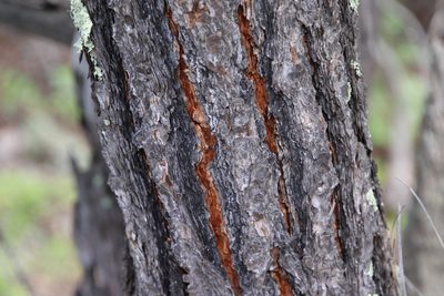 Pinus cembroides, photographed by Millie Basden