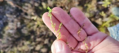 Callitriche palustris