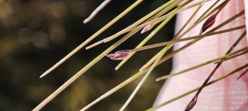 Eleocharis acicularis, photographed by Yurii Basov