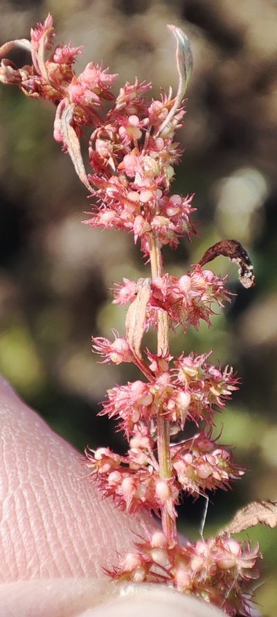 Rumex ucranicus, photographed by Yurii Basov