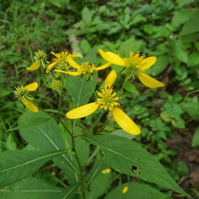 Verbesina alternifolia, photographed by Mac Post