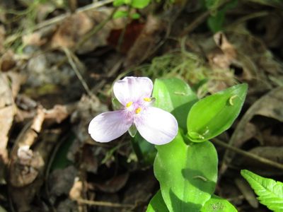 Tripogandra diuretica, photographed by Candela Castro