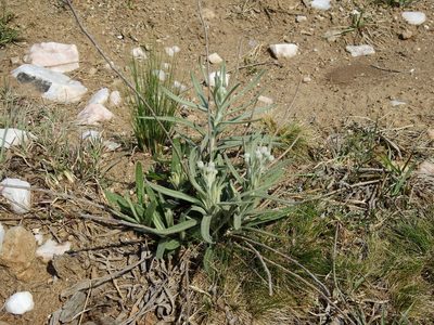 Lessingianthus mollissimus, photographed by Guillermo Debandi