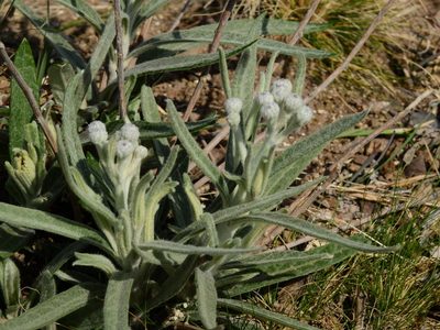 Lessingianthus mollissimus, photographed by Guillermo Debandi