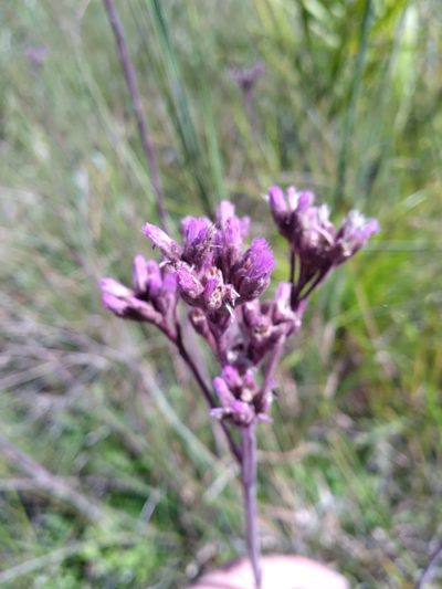 Litrisa carnosa, photographed by Scott Ward