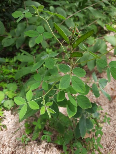 Chamaecrista absus, photographed by Surabhi Srivastava