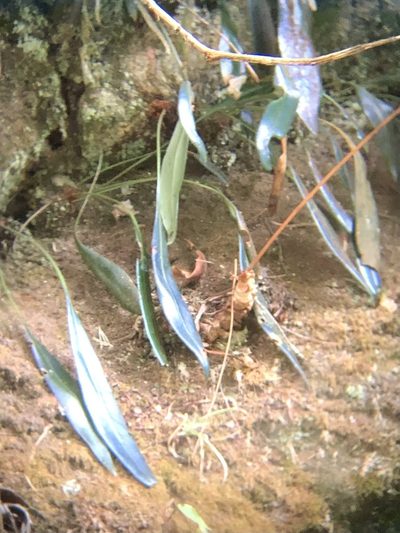 Elaphoglossum metallicum, photographed by Skjold Søndergaard