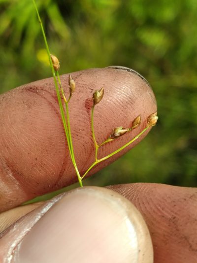 Rhynchospora rariflora, photographed by Scott Ward