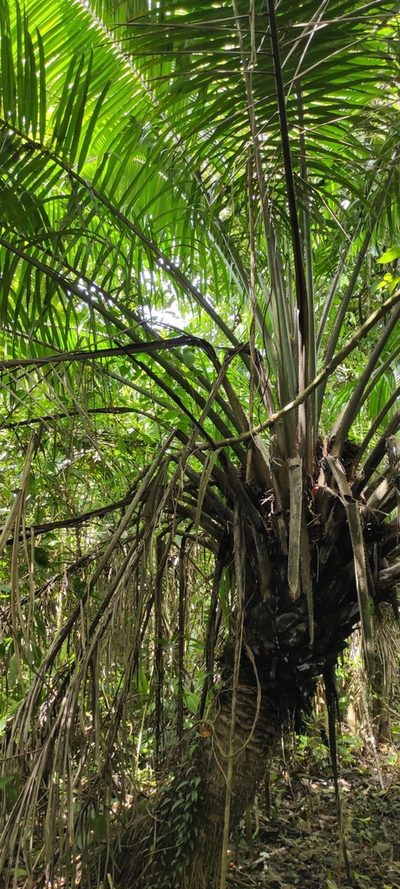 Elaeis oleifera, photographed by Kelly_Ortega_Agamez