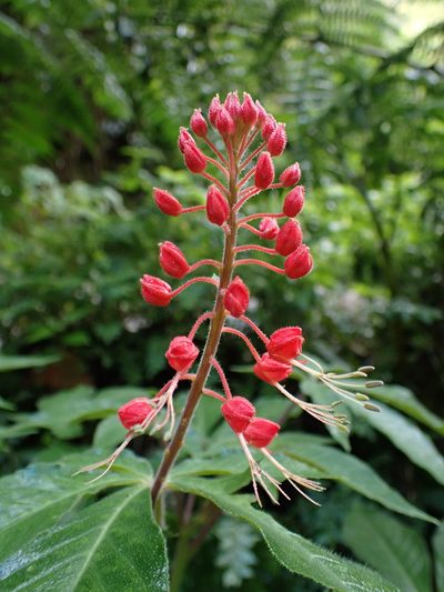 Cleome hispidula, photographed by Skjold Søndergaard
