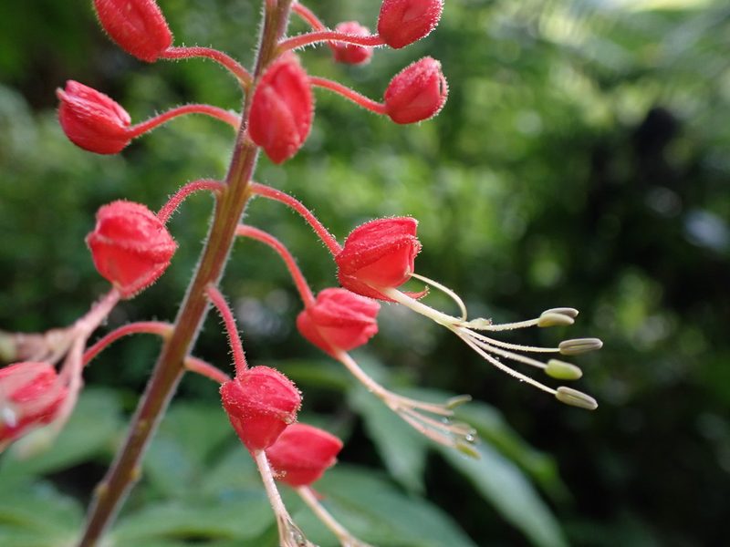 Cleome hispidula, photographed by Skjold Søndergaard