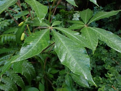 Cleome hispidula, photographed by Skjold Søndergaard