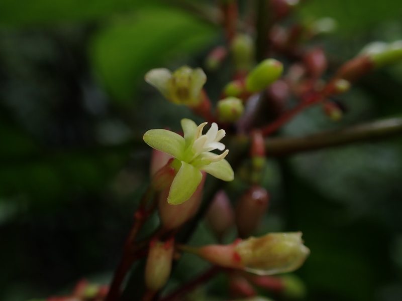 Hoffmannia obovata, photographed by Skjold Søndergaard