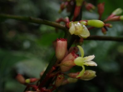 Hoffmannia obovata, photographed by Skjold Søndergaard