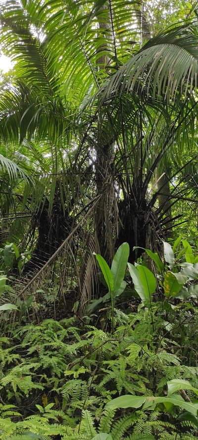 Elaeis oleifera, photographed by Kelly_Ortega_Agamez