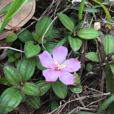 Melastoma dodecandrum, photographed by Yj