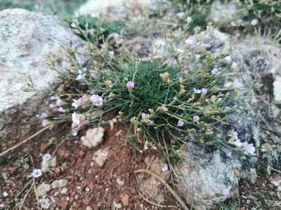 Petrorhagia saxifraga, photographed by Thor-Rune Hansen