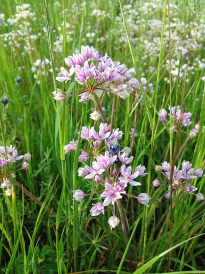 Allium hyalinum, photographed by Ken-ichi Ueda