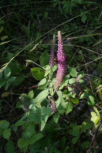 Teucrium hircanicum, photographed by Oleg Kosterin