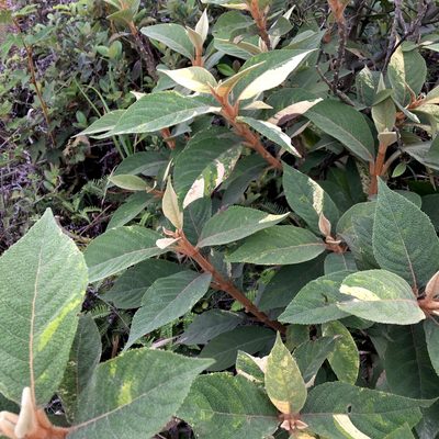 Callicarpa kochiana, photographed by Yj