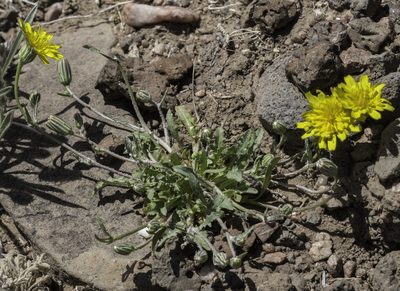 Malacothrix fendleri, photographed by Craig Martin