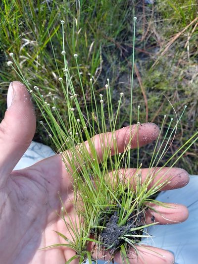 Eriocaulon ravenelii, photographed by Scott Ward