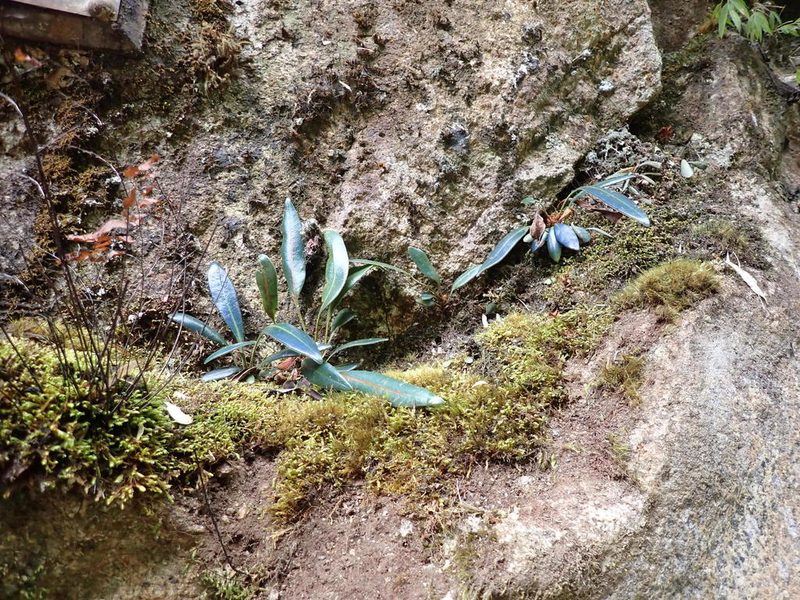 Elaphoglossum metallicum, photographed by Skjold Søndergaard