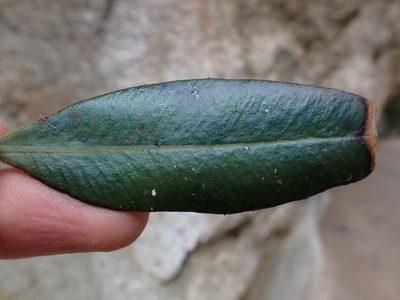 Elaphoglossum metallicum, photographed by Skjold Søndergaard