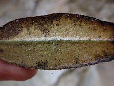 Elaphoglossum metallicum, photographed by Skjold Søndergaard