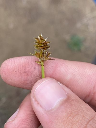 Carex muehlenbergii, photographed by Henrique Pacheco