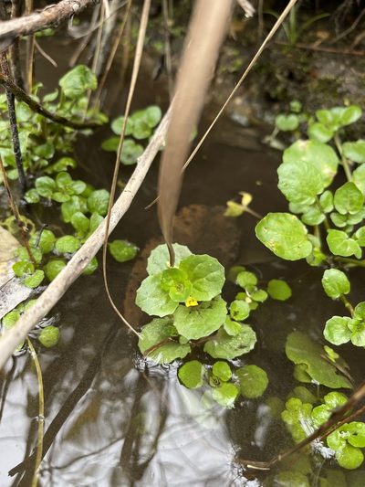 Erythranthe geyeri, photographed by Brandon Corder