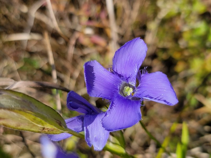 Gentianopsis virgata, photographed by Elias
