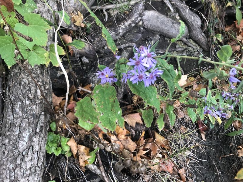 Symphyotrichum shortii, photographed by Mike B